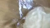 泡泡饼教程分享给大家简单易学谢谢大家关注和支持