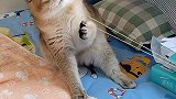 小猫钟爱弹皮筋，弹到脸这下看着挺疼！