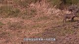 野猪被老虎锁住咽喉，本以为完蛋，不料突然翻身扑咬老虎！有骨气