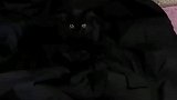 随时进入隐身状态，养只黑猫太难找了