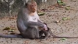 猴妈对小猴又爱又恨，小猴太粘猴妈妈了！
