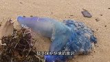 男子在沙滩上捡到一个“塑料袋”，刚准备扔掉，不料它却动了一下