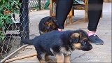 被这群爱啃鞋的德牧犬宝宝逗乐了！一大群“嘤嘤怪”来袭