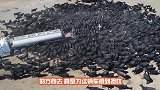 乌鸦口渴想喝水，但是却打不开瓶盖，路人都不相信乌鸦这么聪明