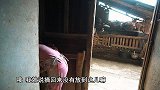 包立春家下了小猪仔，桃子姐做一盆南瓜发糕，一家人吃得津津有味
