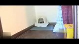 [搞笑]网络神曲之我就是只傻猫