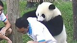 这个小熊猫太皮，当看到它欺负饲养员的那一刻，笑死我了！