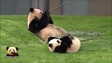 熊猫妈妈懒萌躺吃，宝贝在身边学得有模有样，可爱指数100分