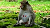 大猴子远离人群，因为怀孕了，她害怕打架