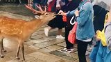 姑娘给梅花鹿喂食，后面发生这一幕不可思议，万物皆有灵性！