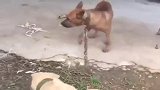 比特犬叫嚣中华田园犬是吧，胆儿挺肥啊！大哥的地盘也敢撒野