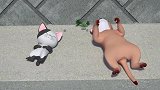 甜甜私房猫：吃饱喝足休息休息 小奇才是可奇的最爱