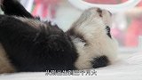 大熊猫的生活太幸福了，小时候有人喂奶，长大了有人给运竹子