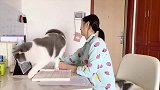 日常追剧的猫咪，这生活我酸了！