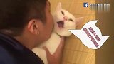 猫咪一亲就石化，要被强吻到窒息了！