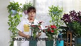 夏季养红掌，喂它喝“这种水”，花朵比叶片还多！