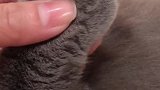 毛茸茸的小手手