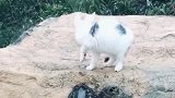 猫：奇了怪，这石头怎么还会流水呀！