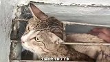 铁窗里的猫咪