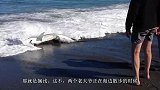 一条鲨鱼搁浅在海滩上，大爷好奇走了过去，让人意外的画面出现了