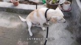 带毛孩子到庭院里训练，狗狗我行我素一点不听话，铲屎官快要吐血