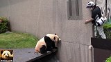 傲娇的熊猫结浜不听奶妈指挥，结果被泼水，赶紧躲开