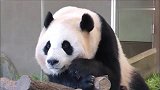大熊猫一边发呆一边流口水，是在回味中午的美食吗