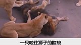 雄狮这待遇不错啊。
