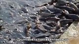 水里全是鲶鱼，男子往里面放了一只鸡，场面一度失控