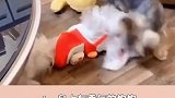 千万不要养这6种狗狗