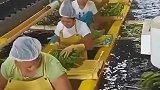 香蕉为啥扔水里，难道是给泡泡澡