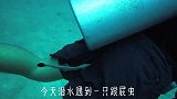 潜水遇到一只走丢的吸盘鱼