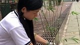 不是不能去栽培其它植物，只是更想把精力放在自己喜欢的实物上