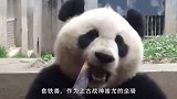 大熊猫出笼，走出了古惑仔大哥的气势：弟兄们，跟我收保护费去
