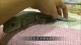 柴犬挑逗壁虎，壁虎你可别过来，我可是虎！