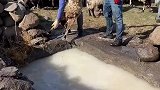 草原上的洗羊奶浴，这可不是珍珠奶茶生产基地
