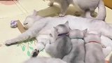 睡个觉睡不消停赶