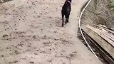 小黑竟然敢一狗面对一群狗，典型的狗仗人势