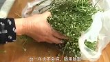 拔来的荠菜别直接下锅，用衣架挂起来，老做法老味道，一年都能吃