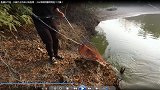 鱼塘水干枯，只剩个水坑估计有鱼窝，小伙带抛网撒网竟捡个大漏！