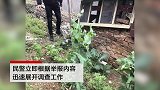 福建一村民在朋友圈炫耀这种“中草药” 结果引来了警察