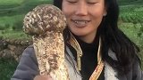 松茸王中王，一个就600多克重。最重要的是没开伞。 #宝藏乡