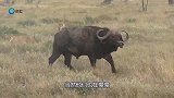 狮子死死咬住野牛，却没想到野牛出“奇招”，这下狮子小命不保了