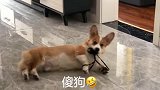 柯基自娱自乐被主人骂傻狗，柯基： 我只是不想搭理你！
