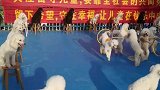 萌宠运动会，看看那个狗狗厉害