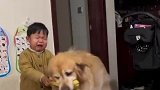 萌娃居然跟小金毛抢起来玩具