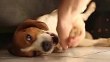 太幸福！被获救的小猎犬每天跟着主人过着这么精彩刺激的生活