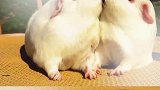 两只豚鼠吃一根草，竟然被喂了一把狗粮，看到最后心里舒服多了！