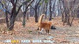 小猫咪们的快乐时光！