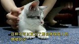 肉粽小课堂：如何解析猫咪肢体动作